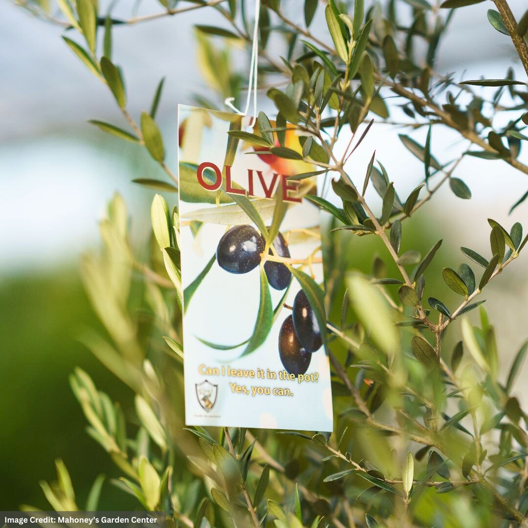 Olive Tree – #15 Container